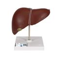 3B Scientific Liver with Gall Bladder - w/ 3B Smart Anatomy 1014209